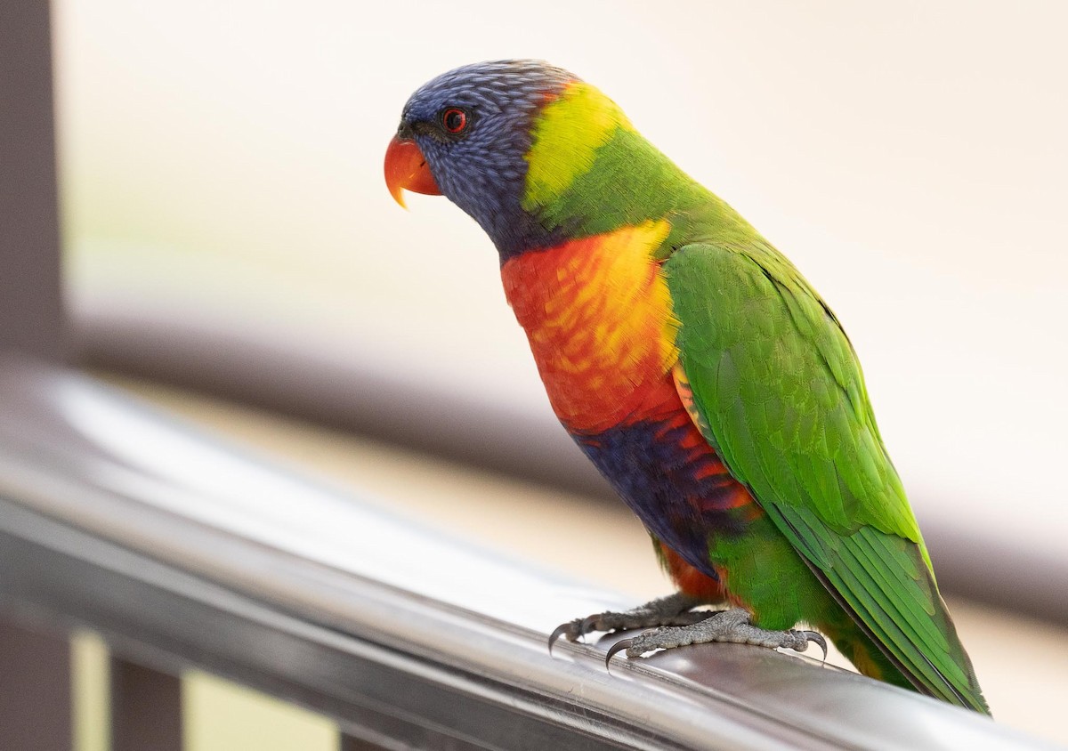 Rainbow Lorikeet - ML423202791