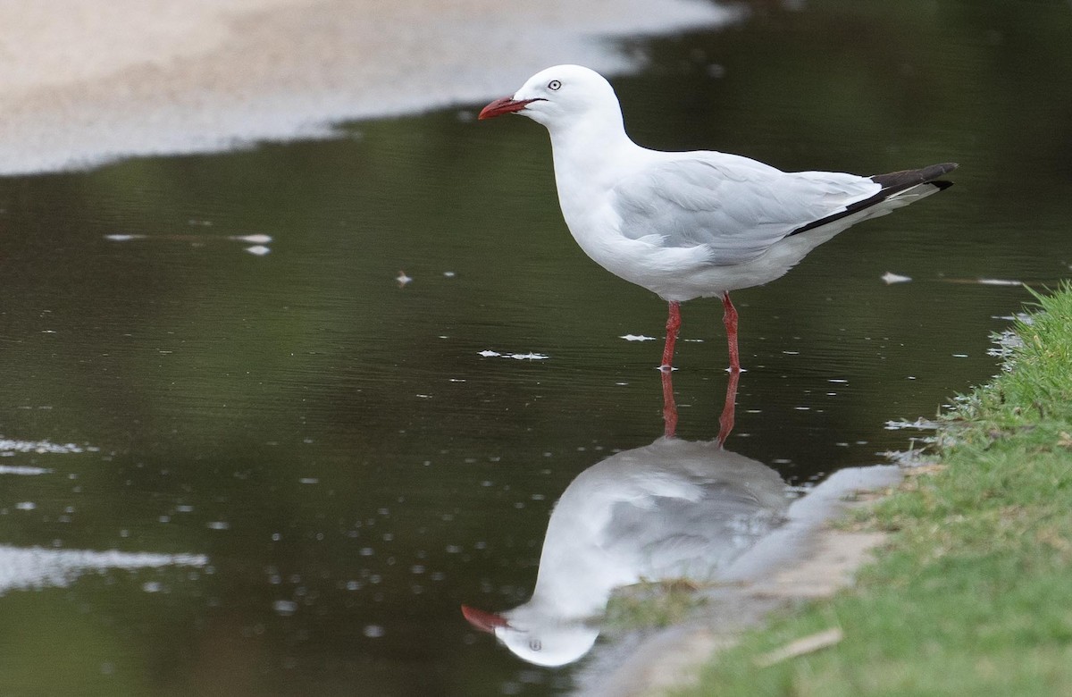 Gaviota Plateada - ML423202931