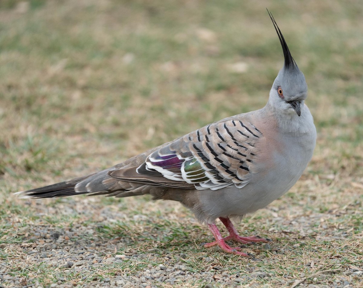 Crested Pigeon - ML423202951