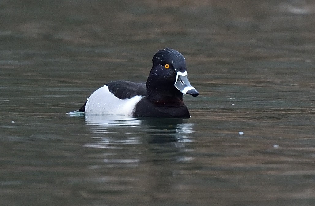 Ring-necked Duck - ML423203491