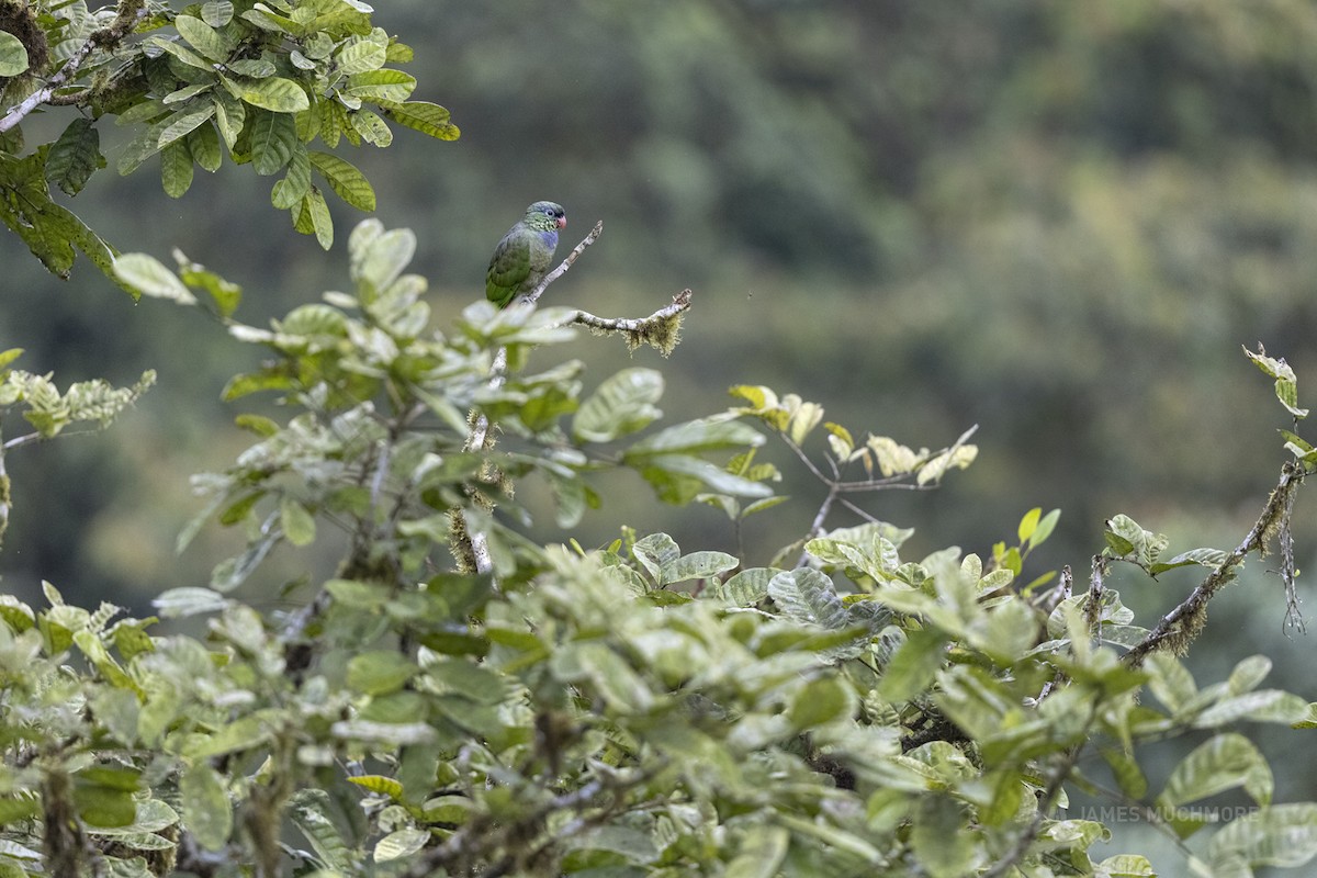 Red-billed Parrot - ML423204031