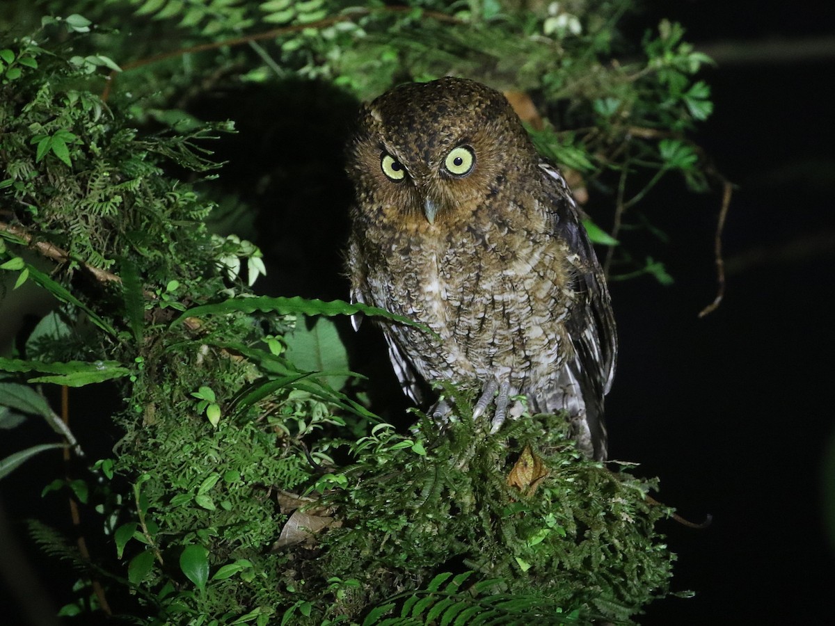 Bare-shanked Screech-Owl - ML423204171