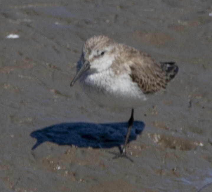 Western Sandpiper - ML423204591