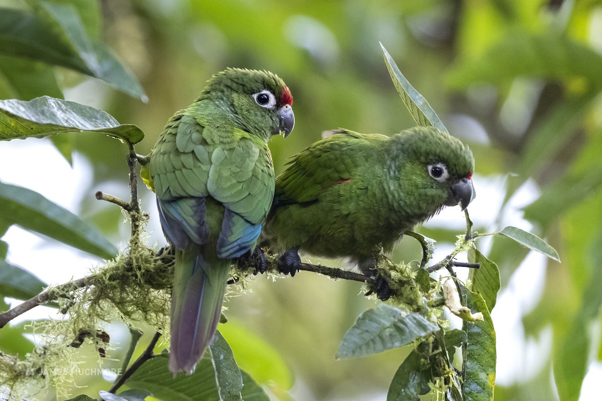 El Oro Parakeet - James Muchmore