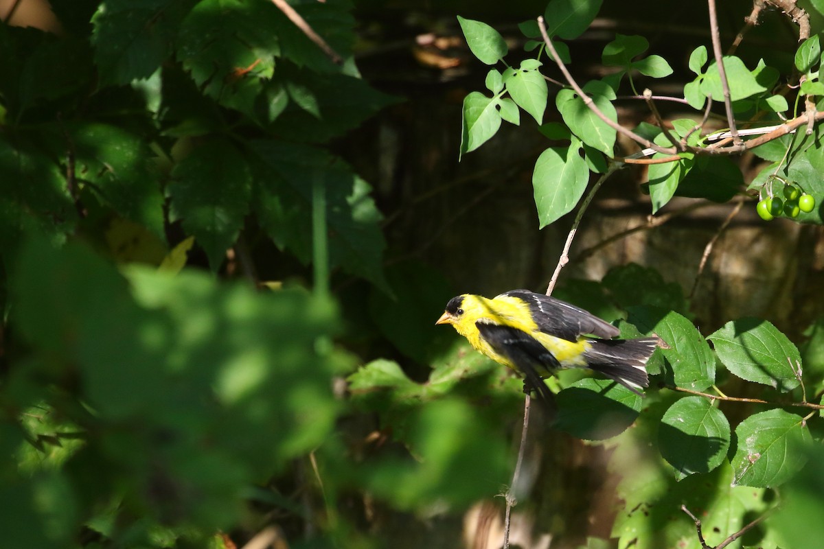 American Goldfinch - ML423205151