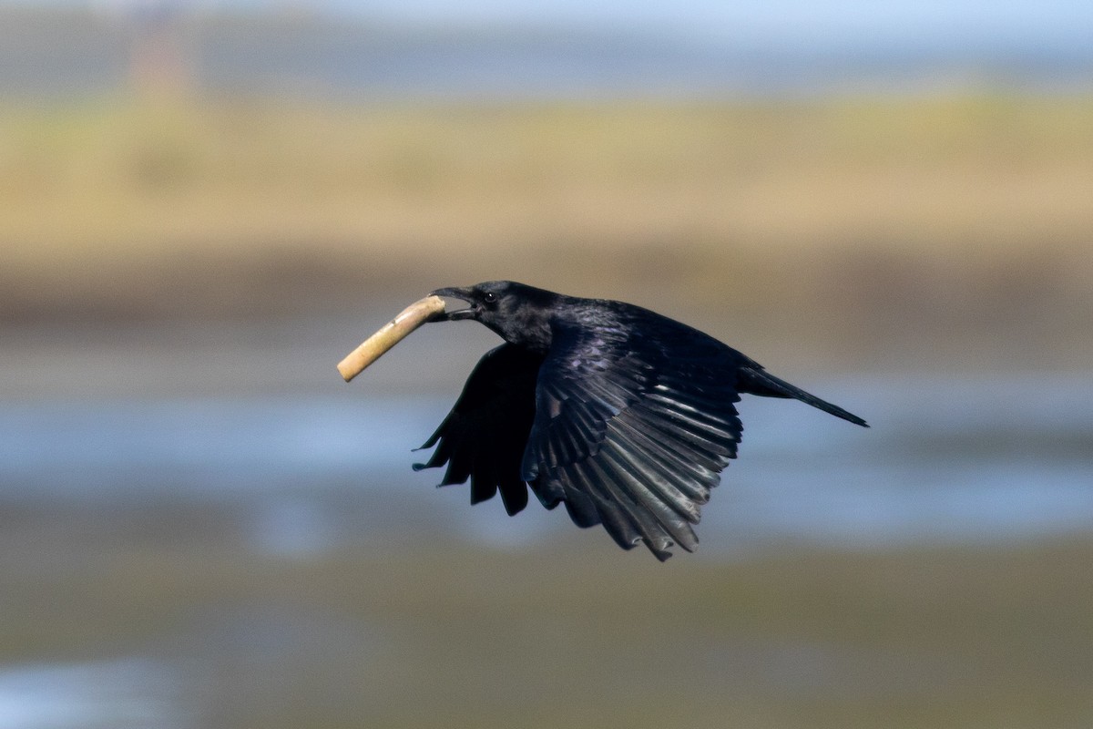 Ворона американська - ML423205821