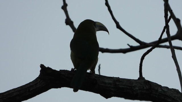 Northern Emerald-Toucanet - ML423206181