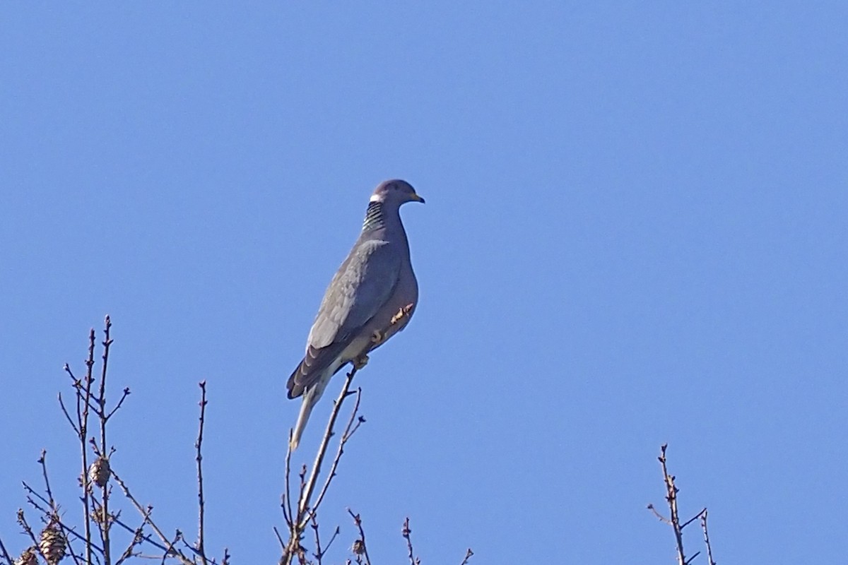 Band-tailed Pigeon - ML423206641