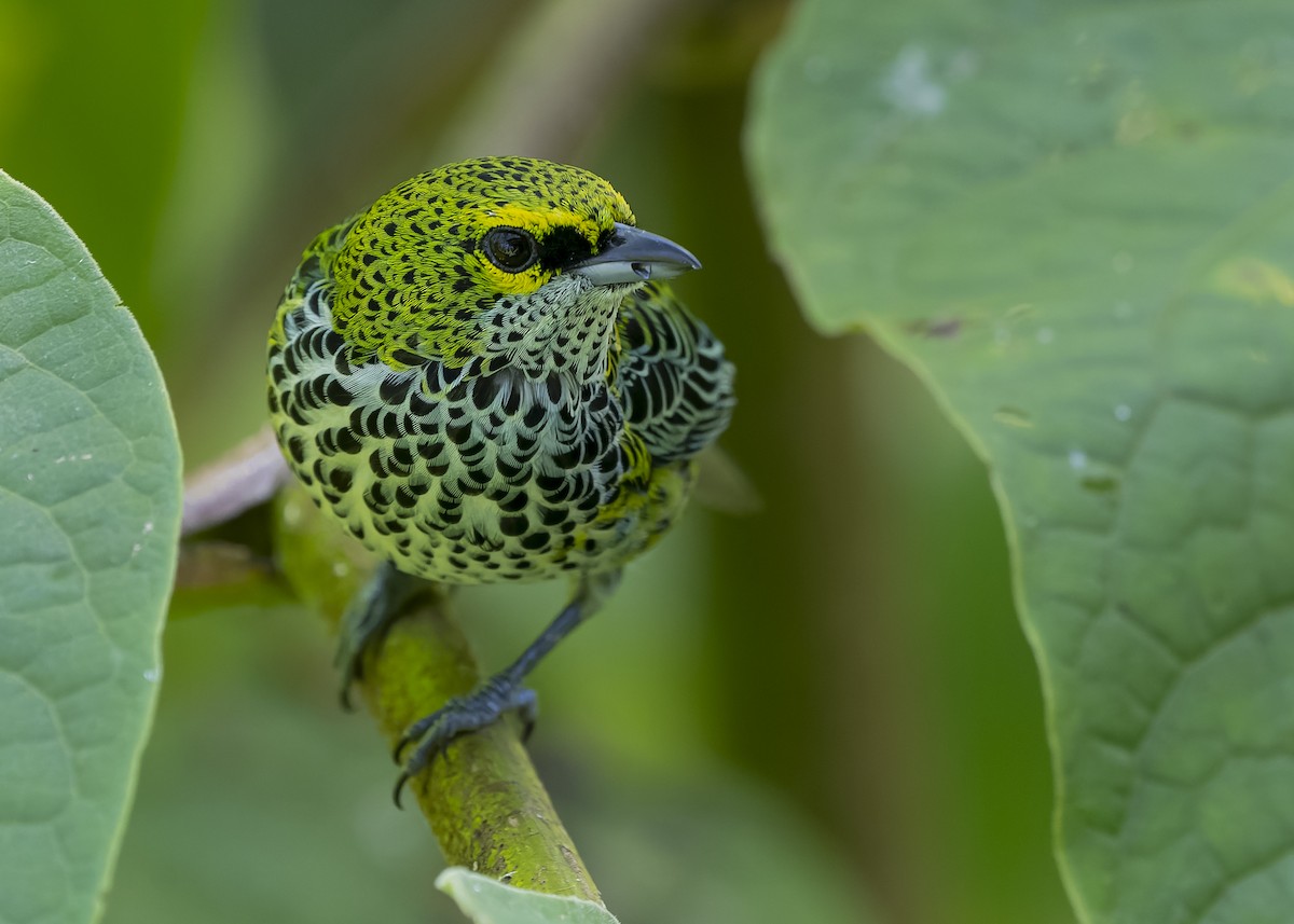 Speckled Tanager - Guillermo  Saborío Vega