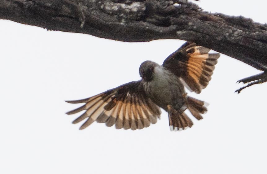 Varied Sittella (Orange-winged) - ML423208021