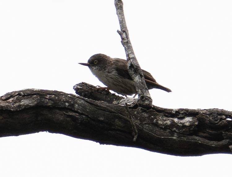 Varied Sittella (Orange-winged) - ML423208031