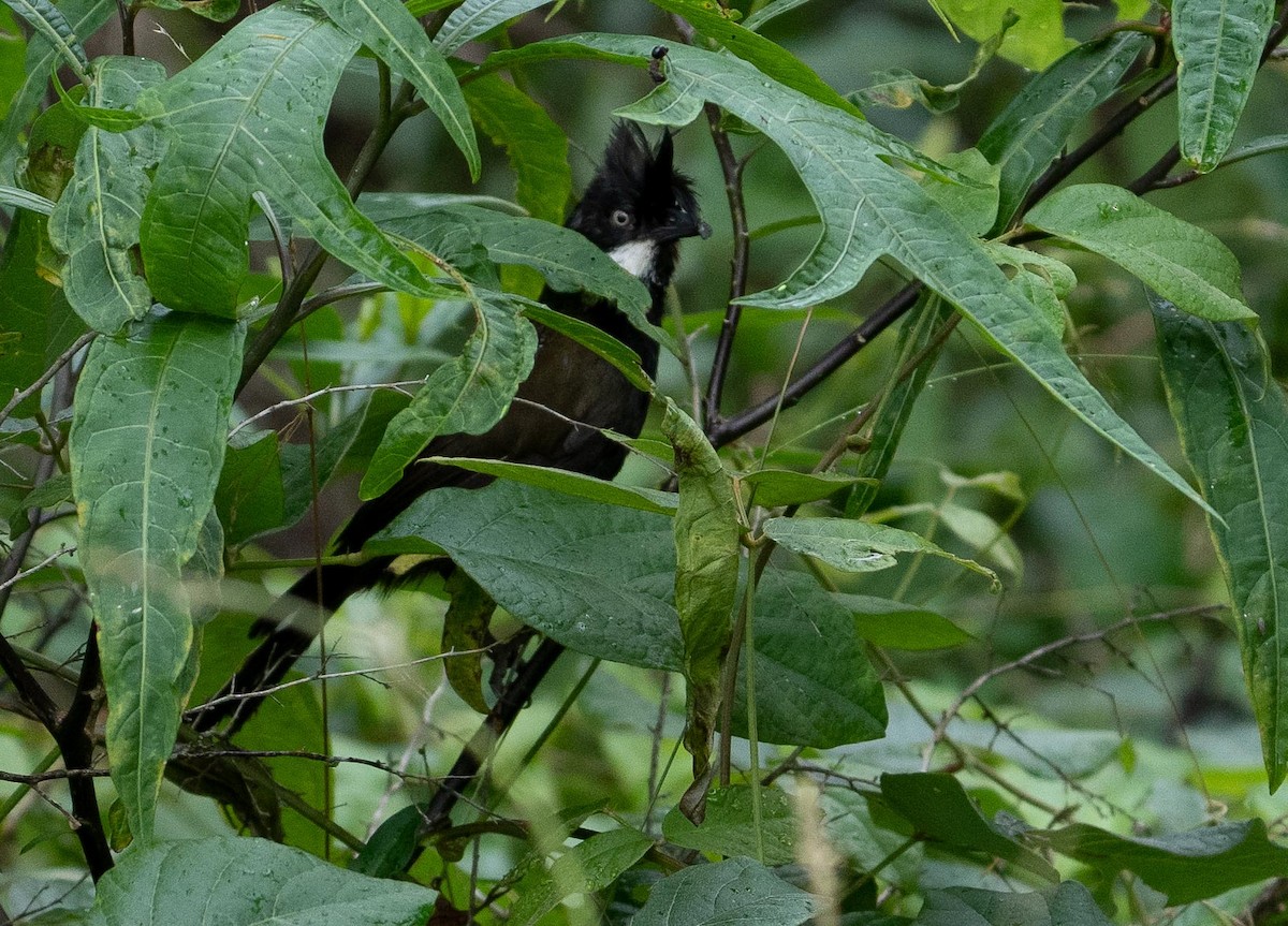 Eastern Whipbird - ML423208121