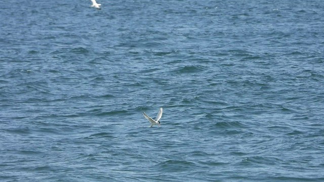 Forster's Tern - ML423209001