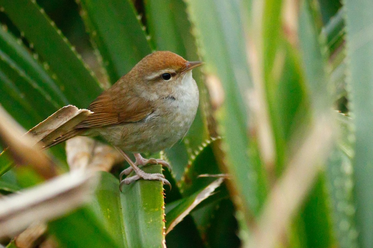 Manchurian Bush Warbler - ML423209181