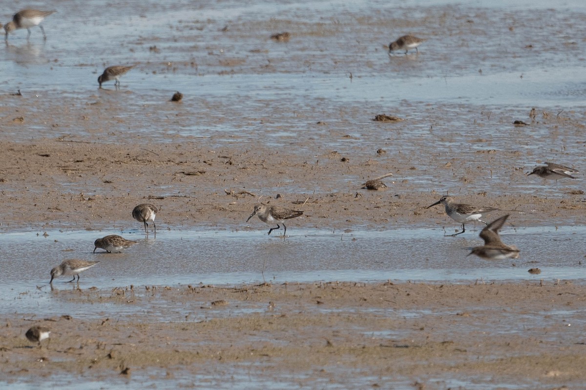 Dunlin - ML423211311