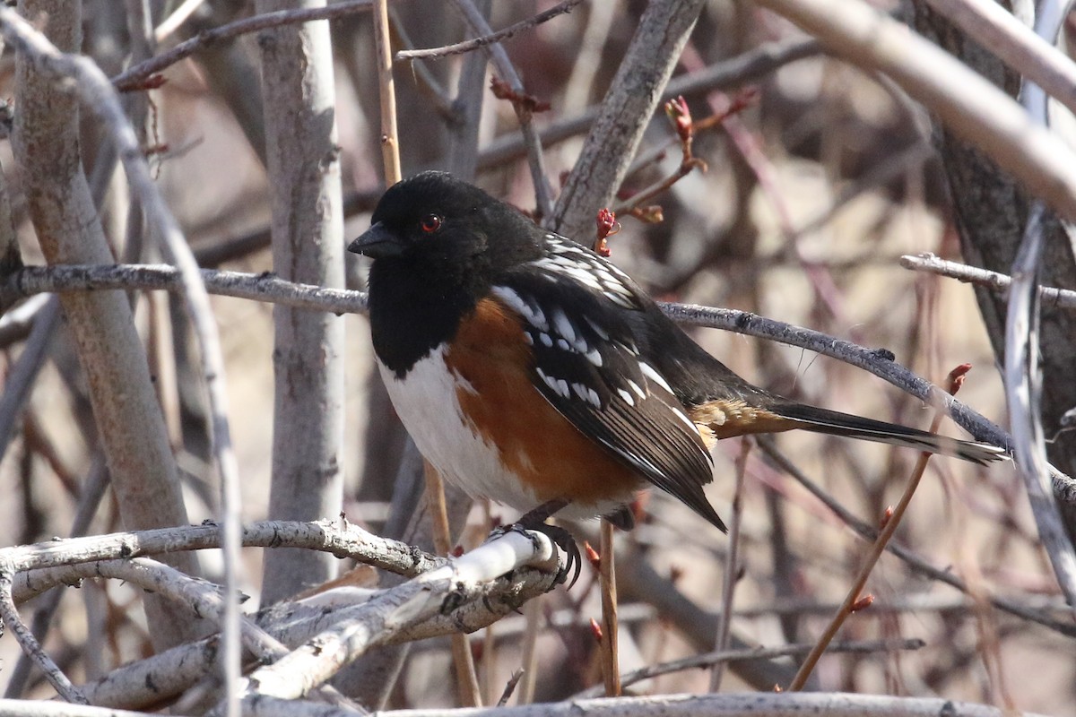 Spotted Towhee - ML423211411