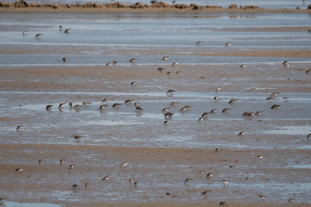 Dunlin - ML423212421