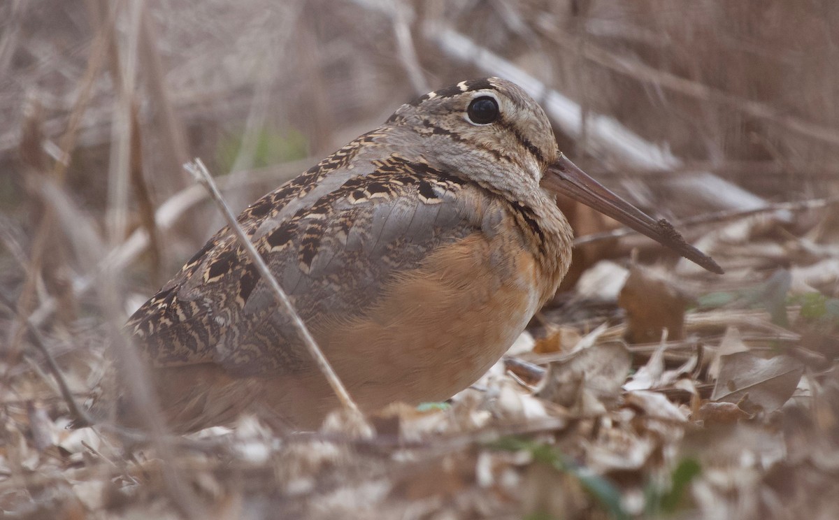 American Woodcock - ML423213141