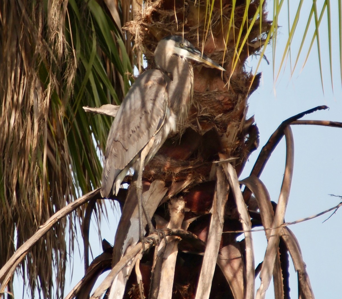 Garza Azulada - ML423214991