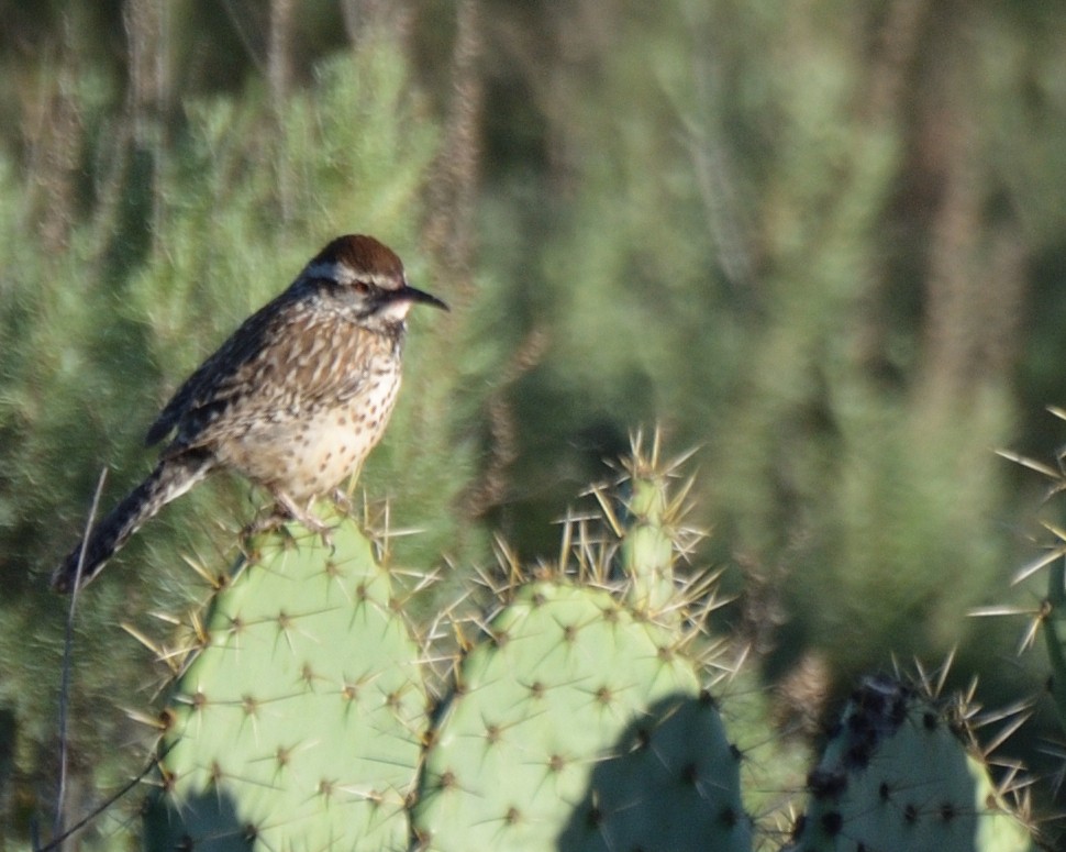 Troglodyte des cactus - ML423215061