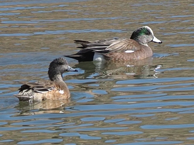 American Wigeon - Milton Paul