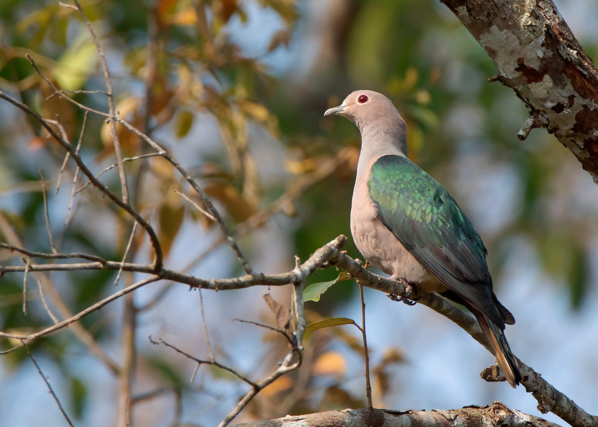 Green Imperial-Pigeon - ML423217311