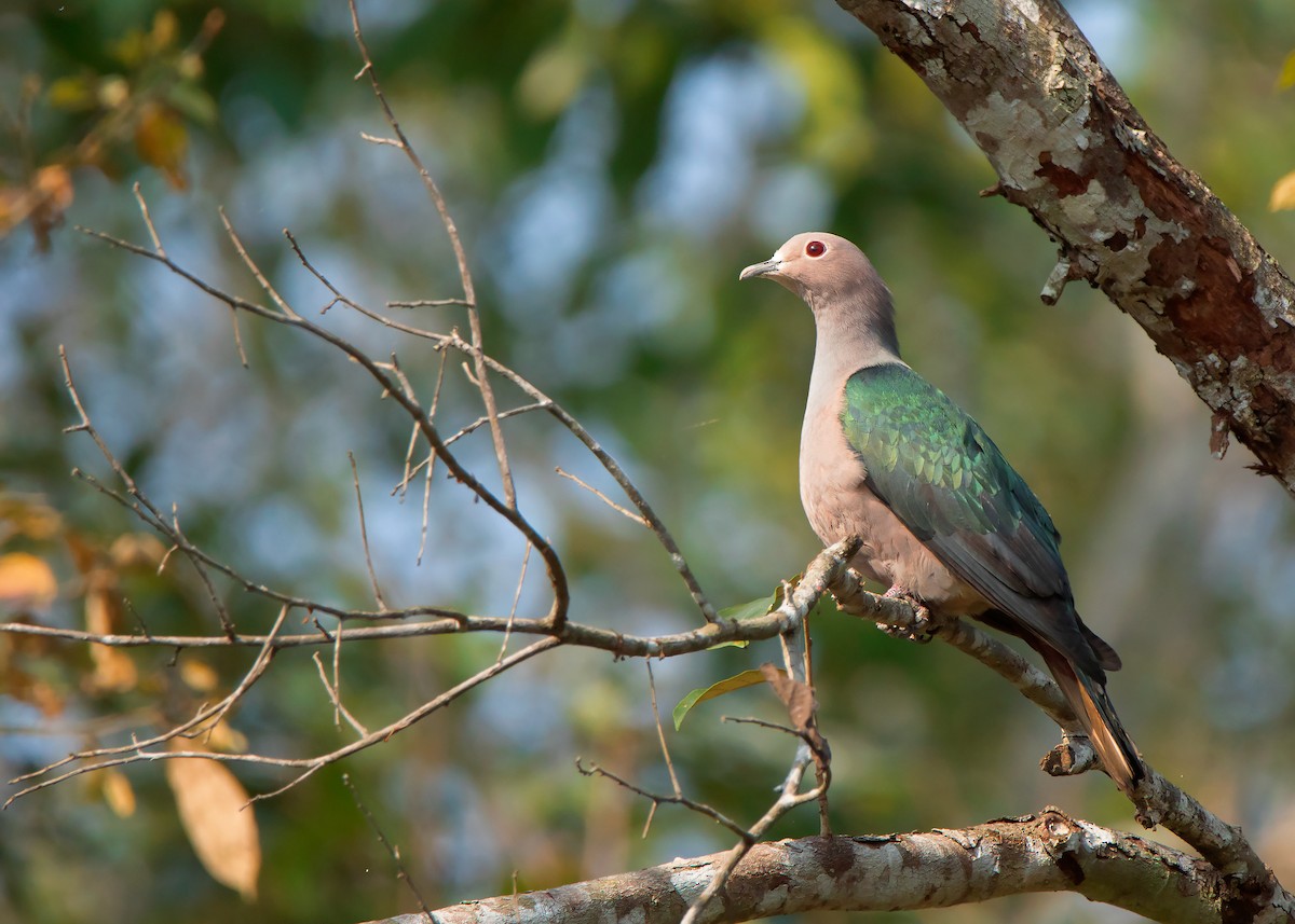 Green Imperial-Pigeon - Ayuwat Jearwattanakanok