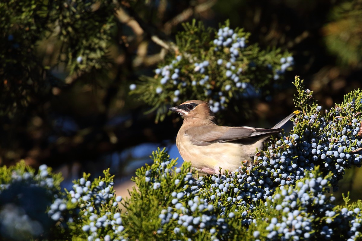 Cedar Waxwing - ML423218241