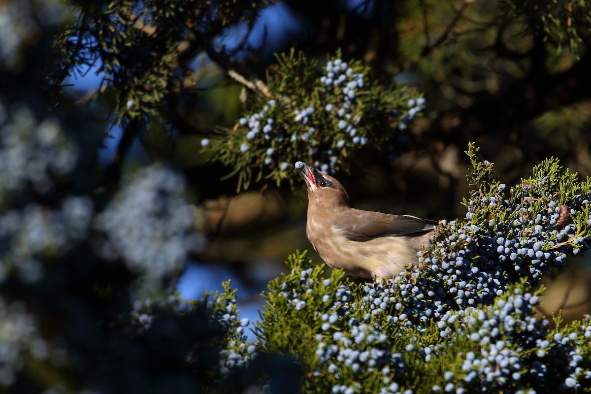 Cedar Waxwing - ML423218261
