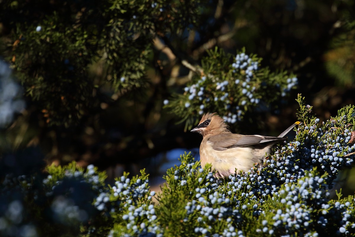 Cedar Waxwing - ML423218281