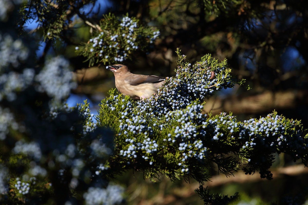 Cedar Waxwing - ML423218301