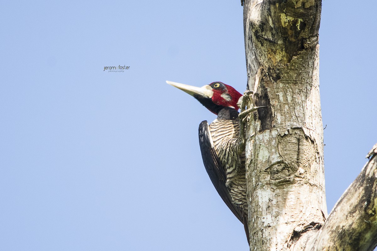 Crimson-crested Woodpecker - Jerome Foster