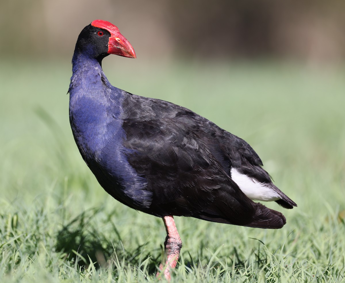 Australasian Swamphen - Andy Gee