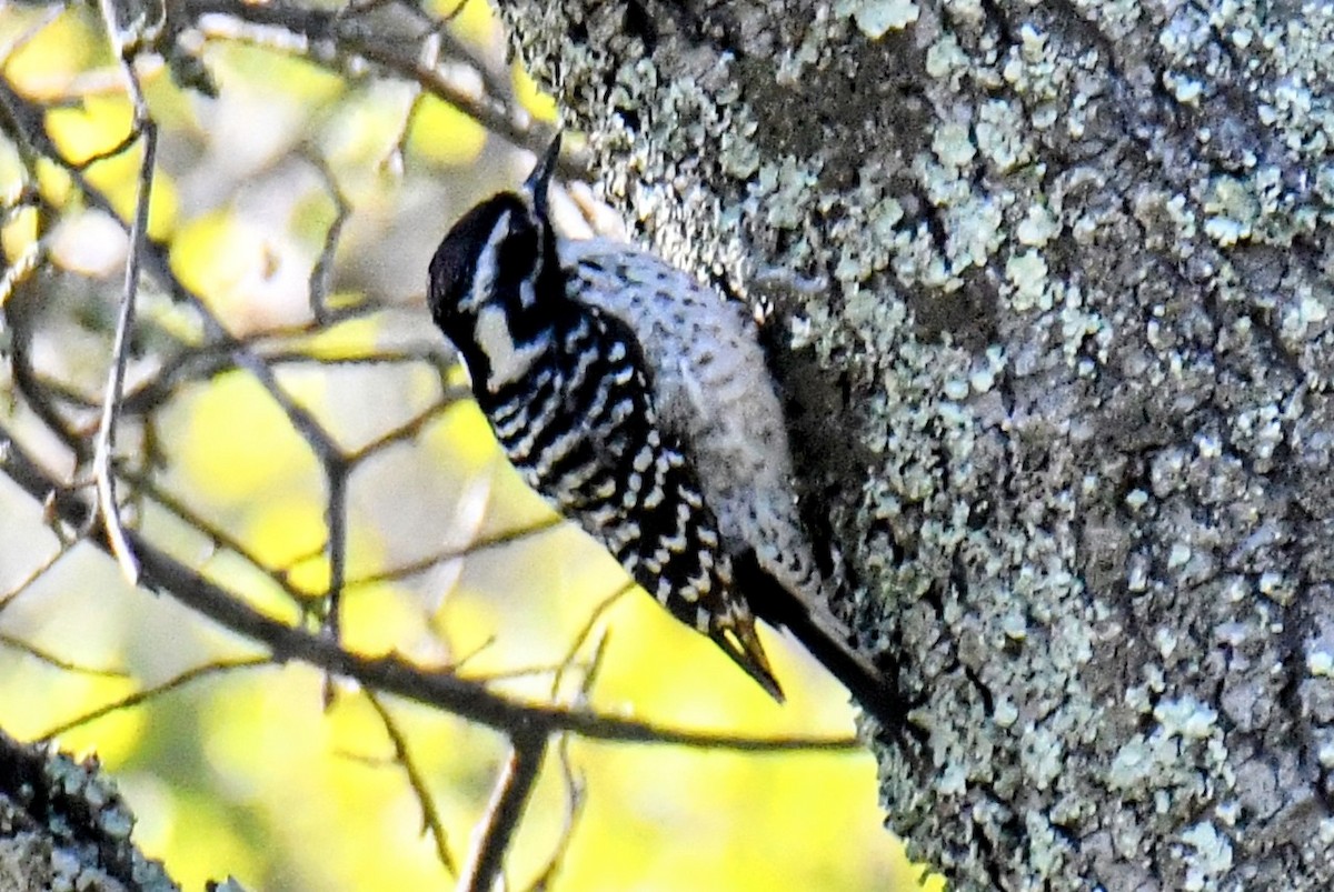 Nuttall's Woodpecker - Tom Duncan