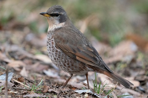 Dusky x Naumann's Thrush (hybrid) - Turdus eunomus x