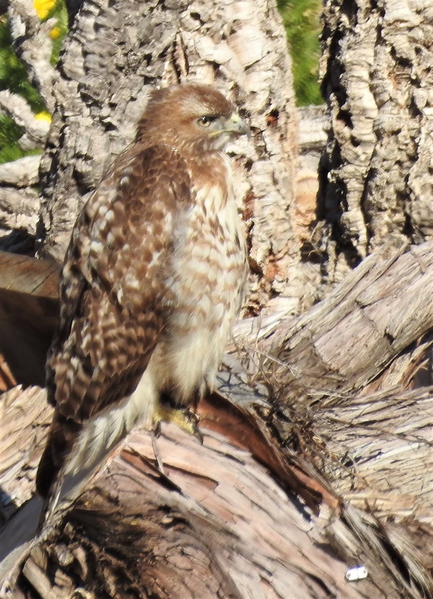Red-tailed Hawk - ML423223991