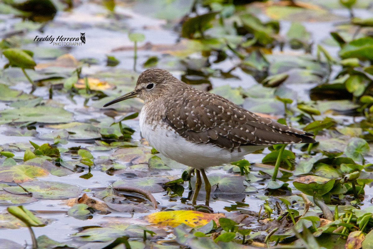 eremittsnipe - ML423224971