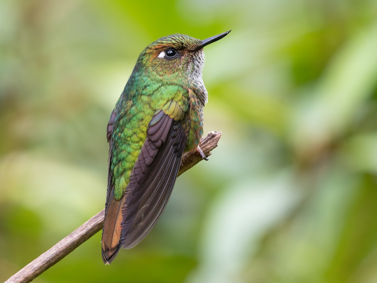 Fleckenbauchkolibri - ML423225381