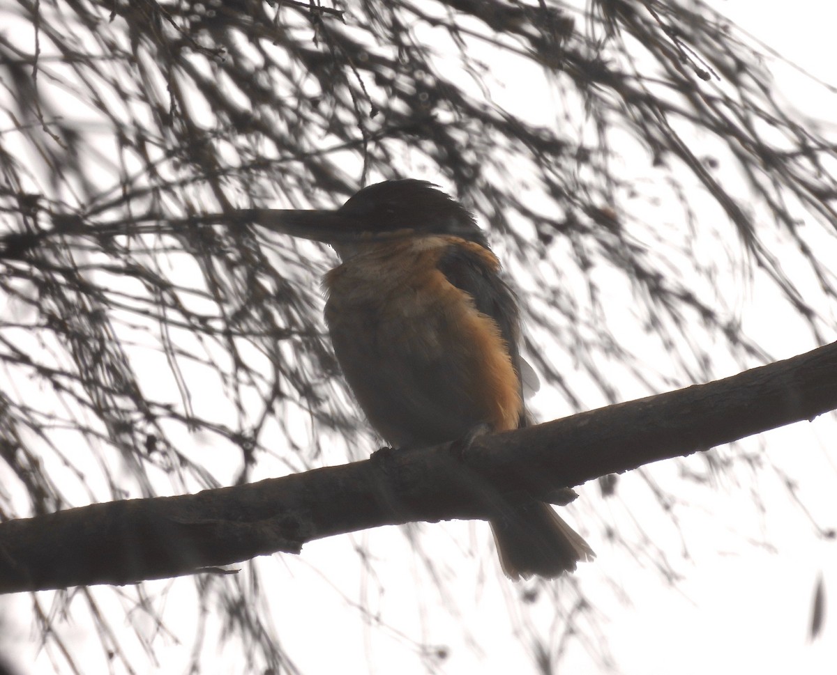 Sacred Kingfisher - ML423225791