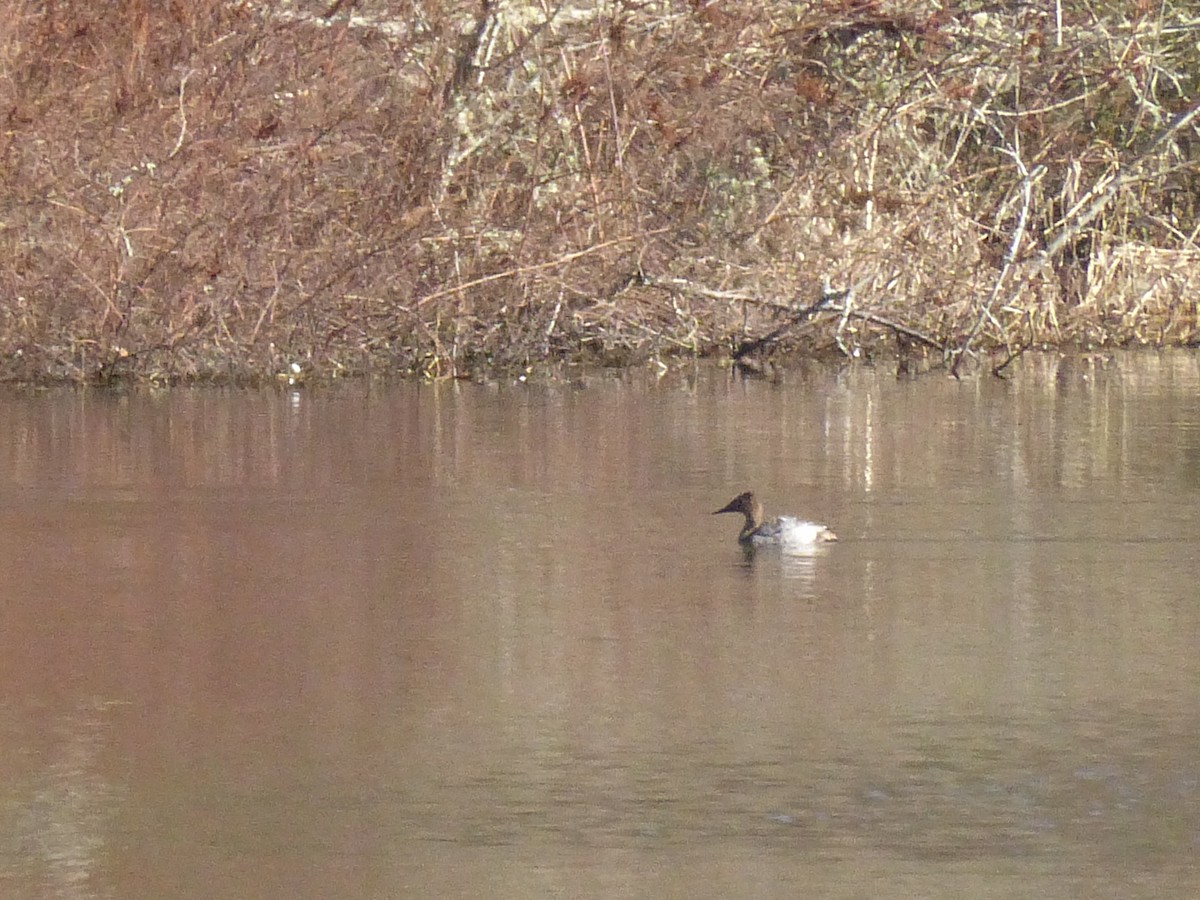 Canvasback - ML423226521