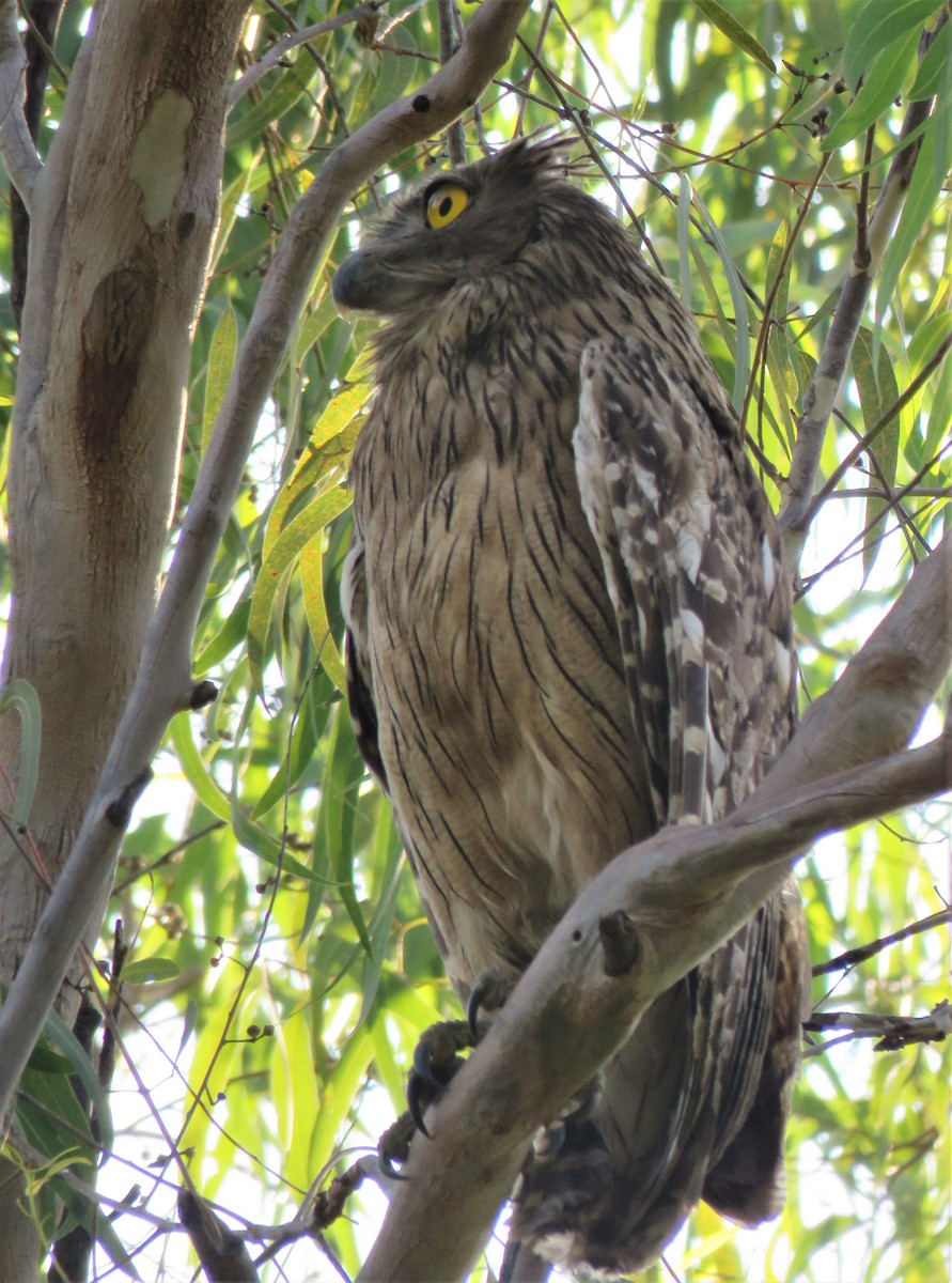 Brown Fish-Owl - ML423226971