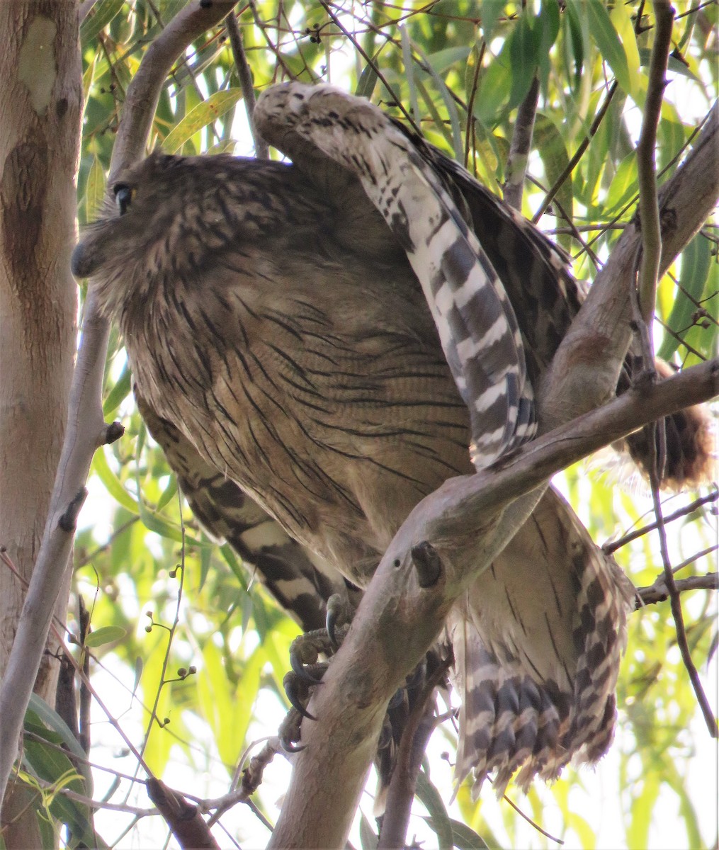 Brown Fish-Owl - ML423226991