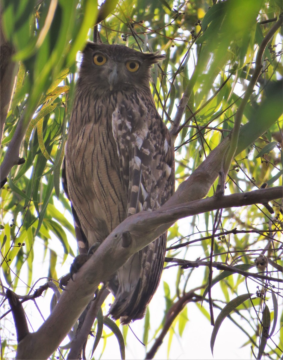 Brown Fish-Owl - ML423227011