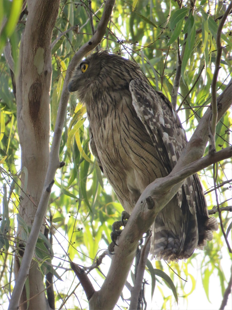 Brown Fish-Owl - ML423227041