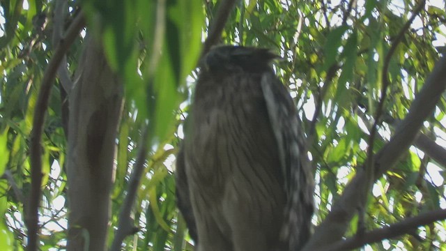 Brown Fish-Owl - ML423227241