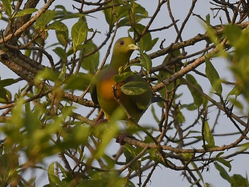 橙胸綠鳩 - ML423231361