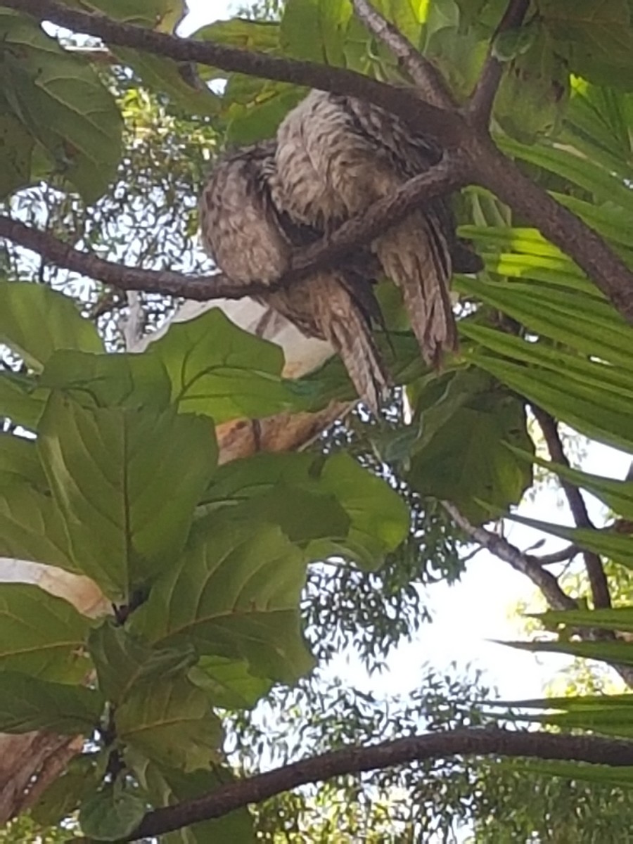 Tawny Frogmouth - ML423231531