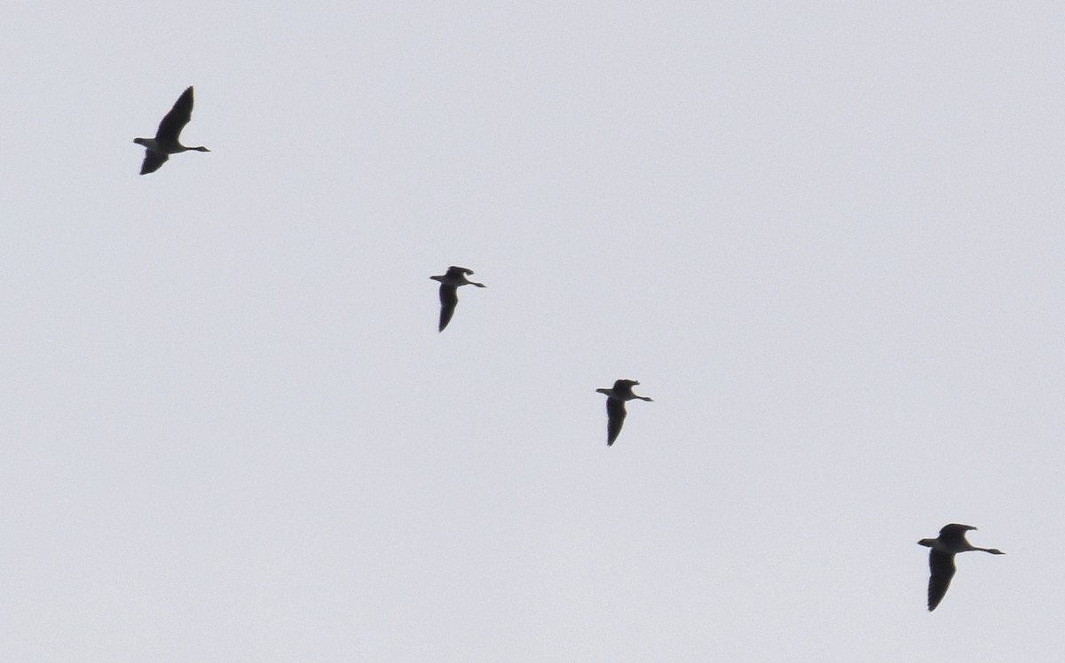 Cackling Goose - ML423231911
