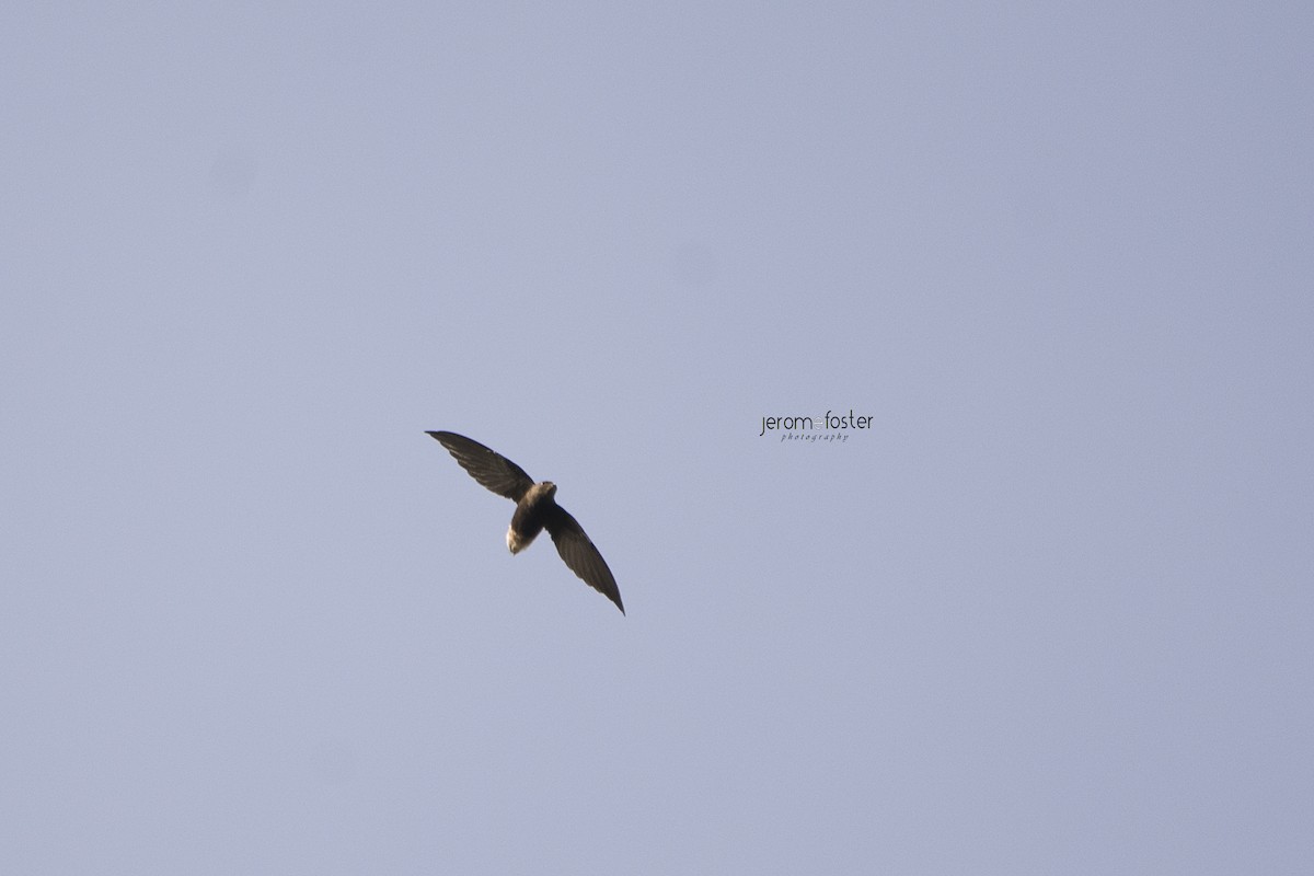 Short-tailed Swift - Jerome Foster