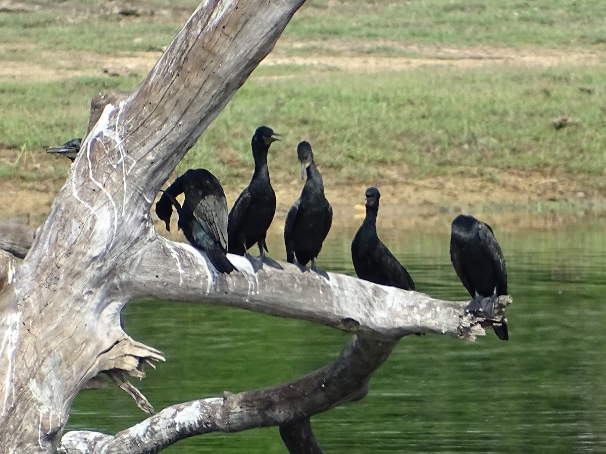 Cormorán de Java - ML423232411